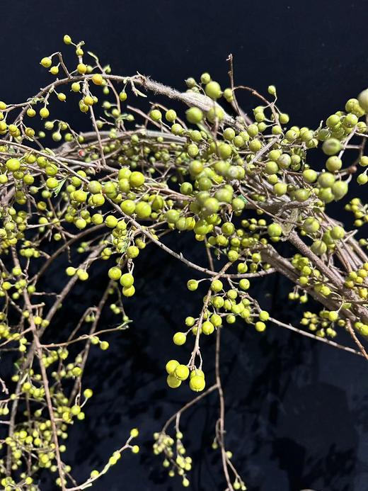 国产南蛇藤果实鲜切枝一支 商品图5