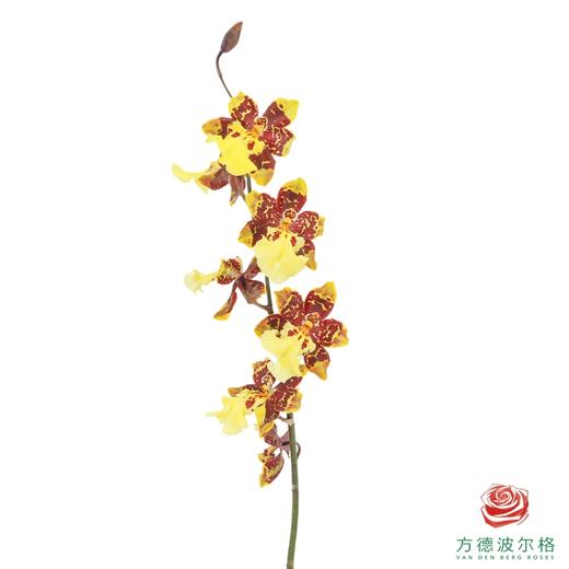 跳舞兰-花猫香兰 30CM-35CM 商品图2