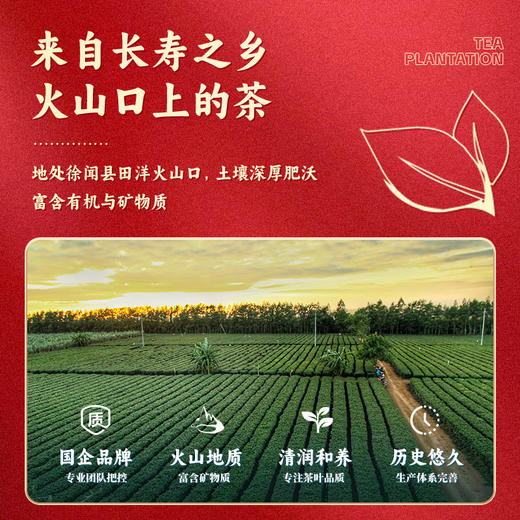 L雄鸥金萱红茶（罐）200克 商品图2