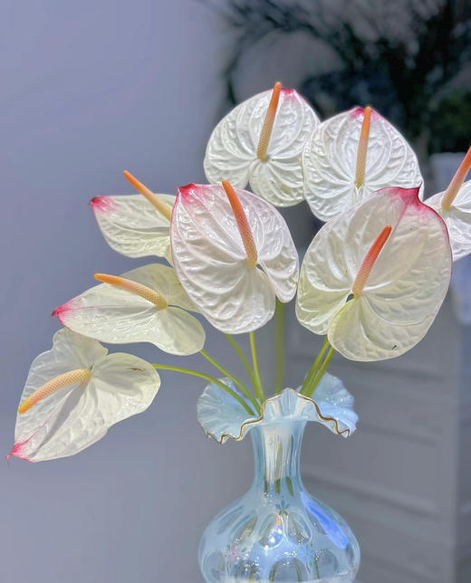 【绿光彩掌】 力普拉  单枝 商品图1