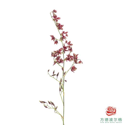 跳舞兰-天香香妃 40CM-45CM 商品图2