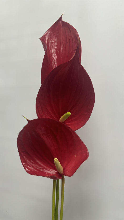 【绿光彩掌】音律  单枝 商品图3