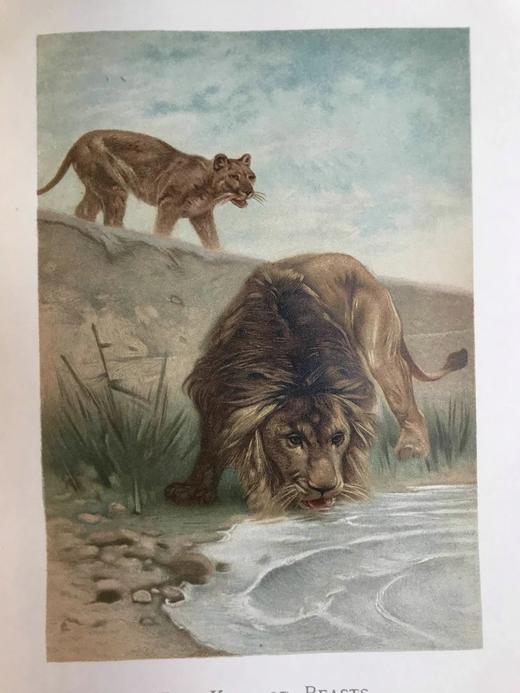 1904年 通俗自然史 600余幅插图（含多幅彩色） 全真皮精装大32开 商品图4