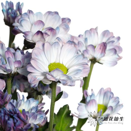 小菊 | 染色小菊夕雾青砖色【人工吸染，有色差，慎重下单】 商品图1