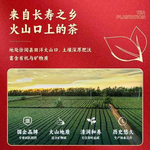 L雄鸥金凤一号150克 商品图2