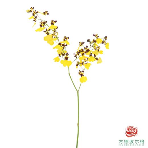 跳舞兰-熊猫 50CM-55CM 商品图2