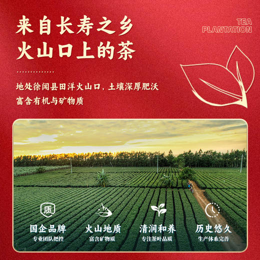 L雄鸥工夫红茶(自立袋)150克 商品图2