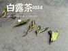 【2024白露茶】清新沁凉，带着清鲜之山野气韵的甜花香，空灵、甜美（1斤收藏装） 商品缩略图6
