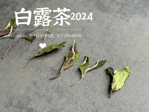 【2024白露茶】清新沁凉，带着清鲜之山野气韵的甜花香，空灵、甜美（1斤收藏装） 商品图6