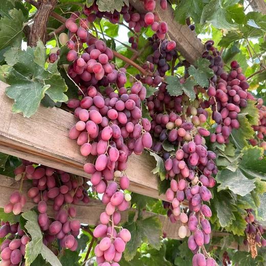 2025年南疆葡萄干 自有基地·自有晾晒场 240g/罐 商品图4