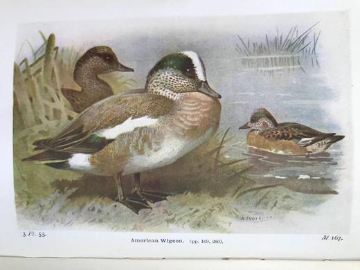 1934年 不列颠群岛鸟类图鉴 68幅彩色与68幅黑白插图 漆布精装36开 商品图8