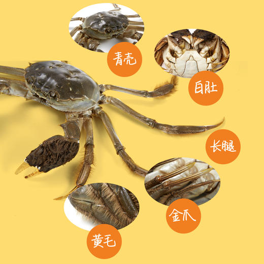 【大闸蟹尝鲜】【售后需在签收2小时内发反馈】中粮凌鲜大闸蟹豪华款3288型【分仓直发，72小时发货，周末节假日不发货】 商品图9