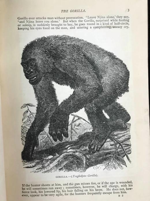 1904年 通俗自然史 600余幅插图（含多幅彩色） 全真皮精装大32开 商品图9