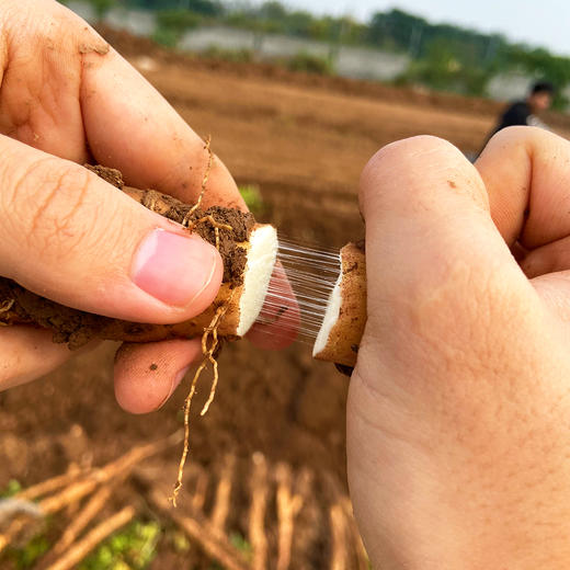 10年才种1季『温县垆土铁棍山药』新鲜现挖，肉质雪白，细嫩紧实，香甜面糯 商品图8