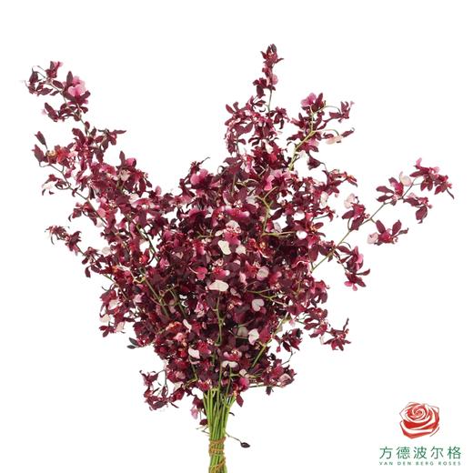 跳舞兰-香水美人 25CM-30CM 商品图0