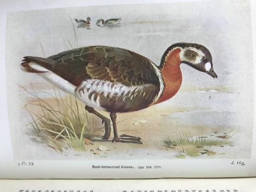 1934年 不列颠群岛鸟类图鉴 68幅彩色与68幅黑白插图 漆布精装36开 商品图9