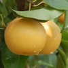 有机新高梨(2颗) Organic Shinko Pears(2pcs) 商品缩略图0