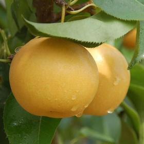 有机新高梨(2颗) Organic Shinko Pears(2pcs)