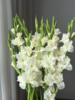 同城甄选花卉唐菖蒲剑兰步步高鲜切花合集 商品缩略图8