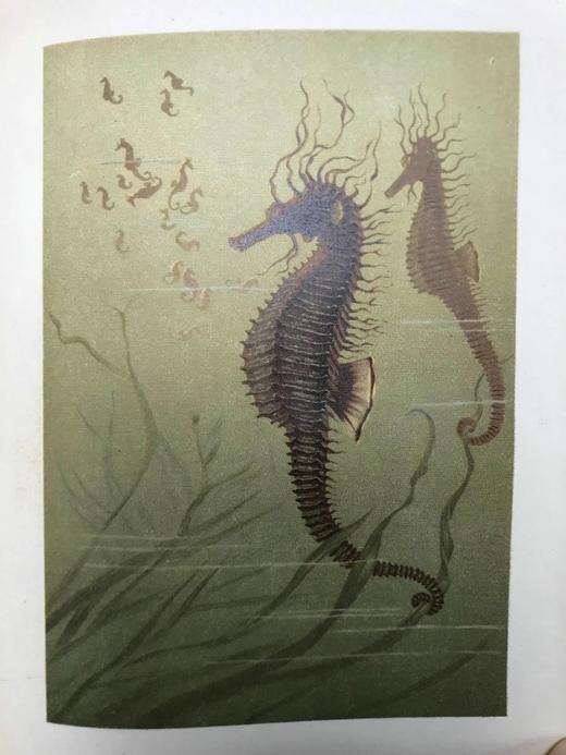 1904年 通俗自然史 600余幅插图（含多幅彩色） 全真皮精装大32开 商品图8