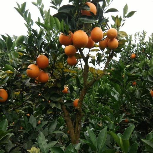 [最农公社]顺丰到家|赣南脐橙带箱5斤10斤小果中果大果脐橙界扛霸子浓甜化渣 商品图5