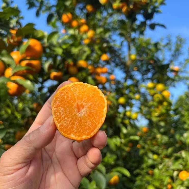 【云南无籽砂糖橘】顺丰到家 皮薄肉厚 肉质细腻 个头玲珑小巧 果香浓郁 肉质细嫩 肉色橙红 一口一瓣 甜蜜多汁  少部分有一点点籽 4种规格任选