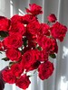 同城甄选精品花材霓虹泡泡多头玫瑰10支 商品缩略图1