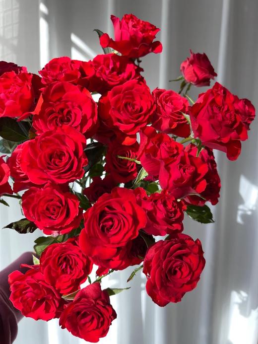 同城甄选精品花材霓虹泡泡多头玫瑰10支 商品图1