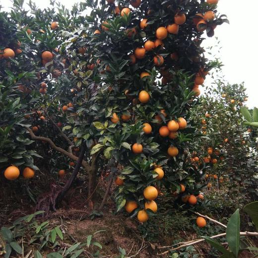 [最农公社]顺丰到家|赣南脐橙带箱5斤10斤小果中果大果脐橙界扛霸子浓甜化渣 商品图6