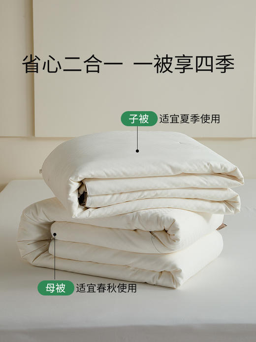 佳丽斯100%蚕丝被子全棉纯棉春秋被冬被四季通用加厚被芯2024新款 商品图9