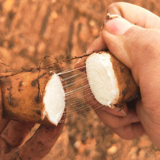 10年才种1季『温县垆土铁棍山药』新鲜现挖，肉质雪白，细嫩紧实，香甜面糯 商品图7