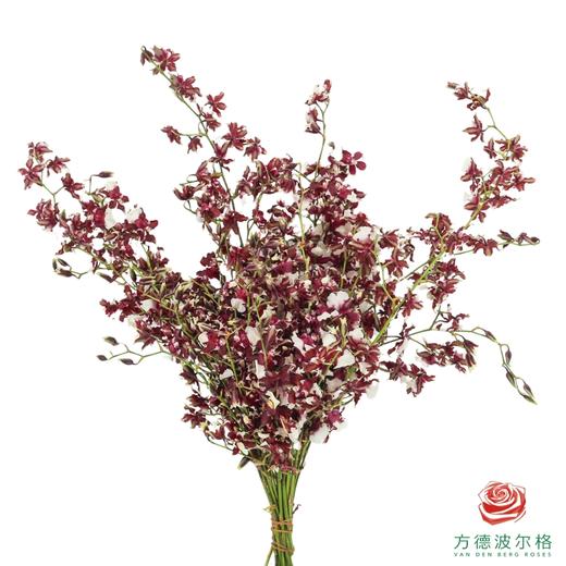 跳舞兰-天香香妃 40CM-45CM 商品图0