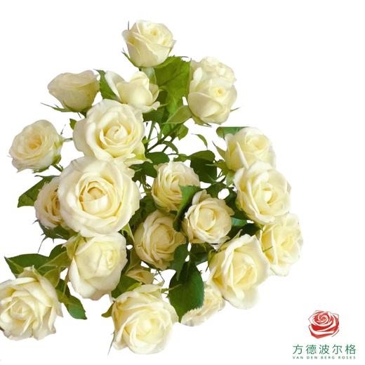 外购多头玫瑰-婚礼邀请 10枝一扎 商品图0