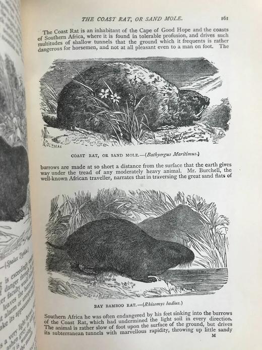 1904年 通俗自然史 600余幅插图（含多幅彩色） 全真皮精装大32开 商品图13