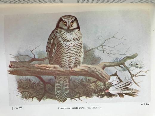 1934年 不列颠群岛鸟类图鉴 68幅彩色与68幅黑白插图 漆布精装36开 商品图12