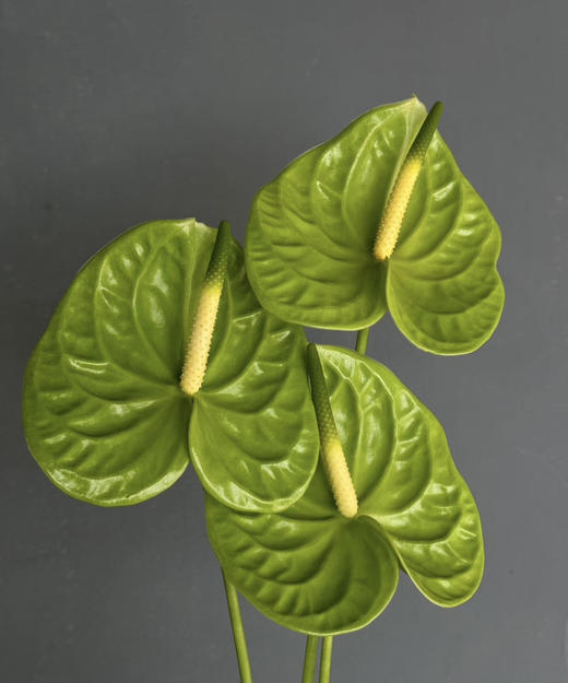 【绿光彩掌】米多蕊  绿掌 商品图2