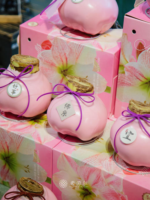 粉樱花朱顶红(特大球38+) 商品图6