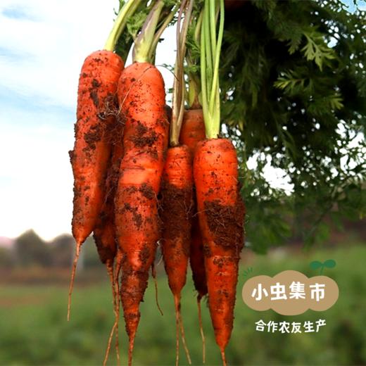 云南有机胡萝卜3斤/5斤│ 合作农友生产，产自云南昆明，生产者：王建钧 *【公平贸易农人定价】 商品图10