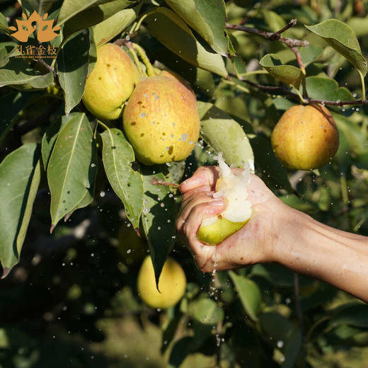 S孔雀金枝 新疆库尔勒 爆汁香梨 口口爆汁 如畅饮果汁 商品图3