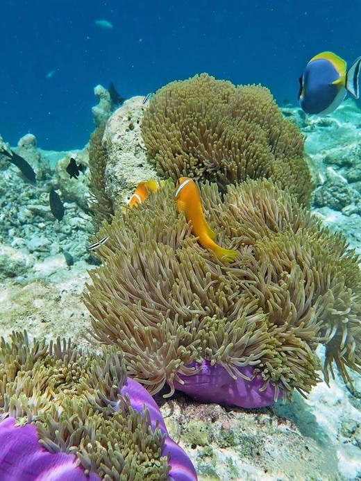 泰国普吉苏林群岛二日游【帐篷/空调木屋/含餐/往返接送/出海浮潜】 商品图3