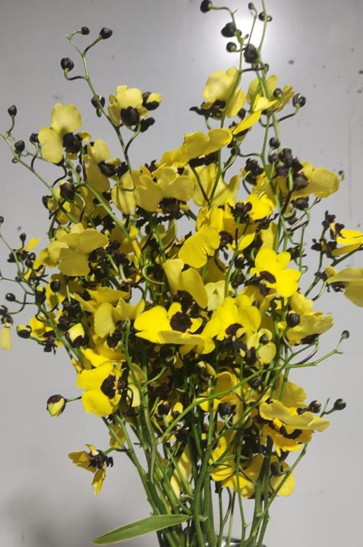 跳舞兰 | 熊猫 商品图0