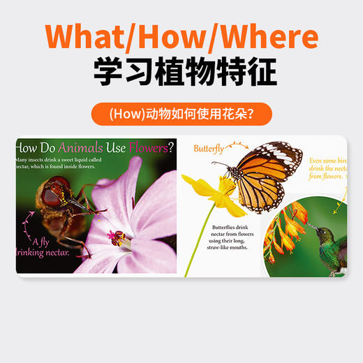 【原版书专场】BOOklife  ib 小芽大树系列全套（53册） 商品图4