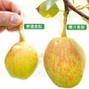 S孔雀金枝 新疆库尔勒 爆汁香梨 口口爆汁 如畅饮果汁 商品缩略图1