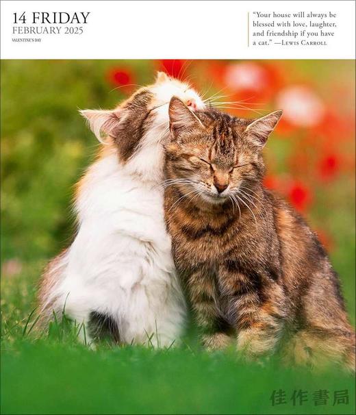 Cat Page-A-Day Gallery Calendar 2025 / 2025画廊台历：猫 商品图2