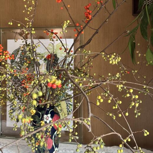 国产南蛇藤果实鲜切枝一支 商品图10