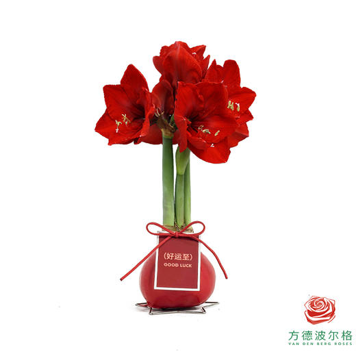 不用浇水的石蜡朱顶红种球！ 红花-好运至 商品图0