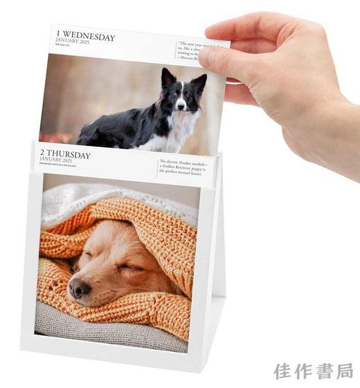 Dog Page-A-Day Gallery Calendar 2025 / 2025画廊台历：狗 商品图2