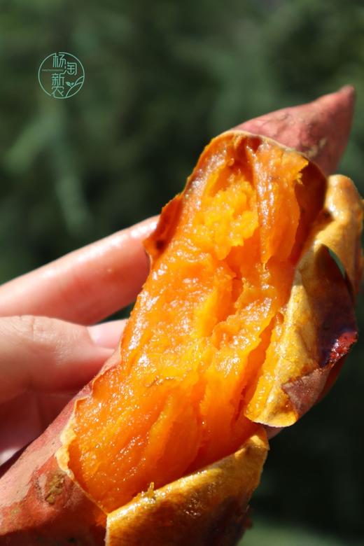 烟薯？紫薯？白哈密？【🍠地瓜三拼】为烤而生的烟薯25，烤一烤就流油；甜而不腻，香味独特的白哈密；甜度30+，富含花青素的溏心紫薯 商品图0