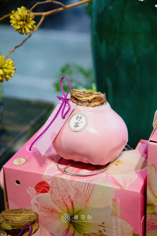 粉樱花朱顶红(特大球38+) 商品图4