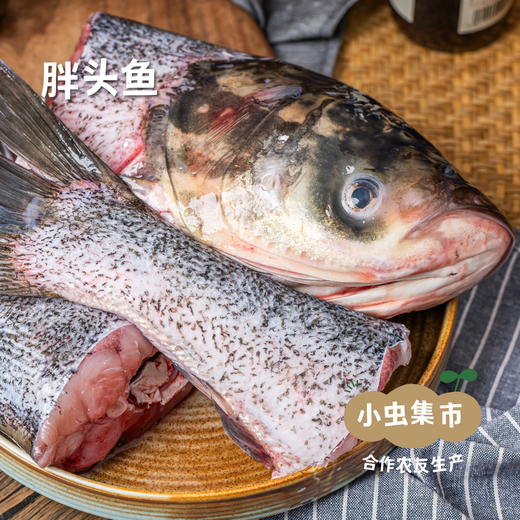 野放胖头鱼/鲫鱼／桂鱼/小公鱼（野放捕捞，3-7天左右发出）| 合作农友生产，产自密云水库，生产者：张友 *【公平贸易农人定价】 商品图2